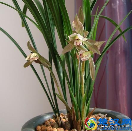 冬天养兰花，记住“6个字”，嫩叶猛窜好多，花苞开成一大串！