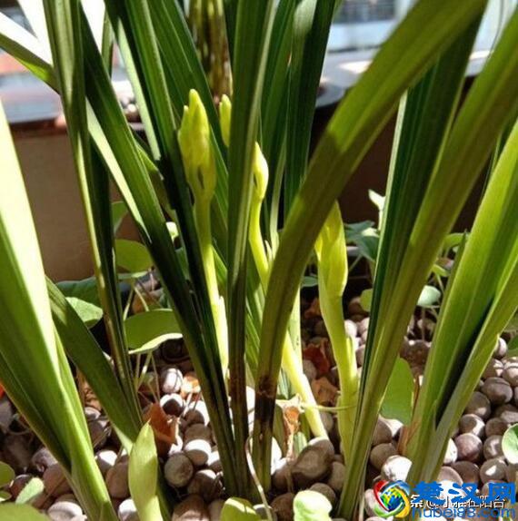 冬天养兰花，记住“6个字”，嫩叶猛窜好多，花苞开成一大串！