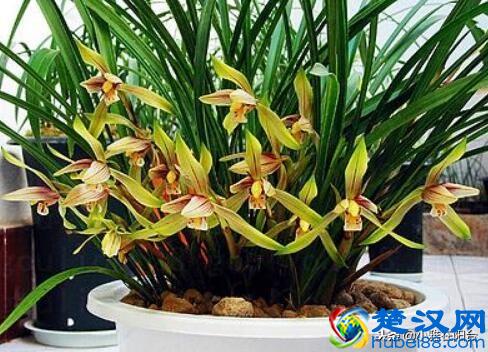 冬天养兰花，记住“6个字”，嫩叶猛窜好多，花苞开成一大串！