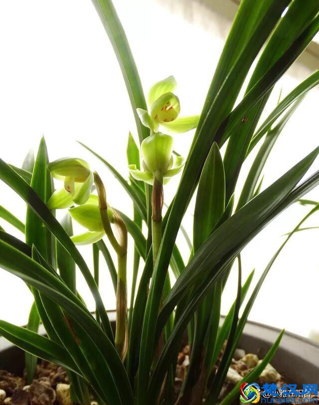 冬天养兰花，记住“6个字”，嫩叶猛窜好多，花苞开成一大串！
