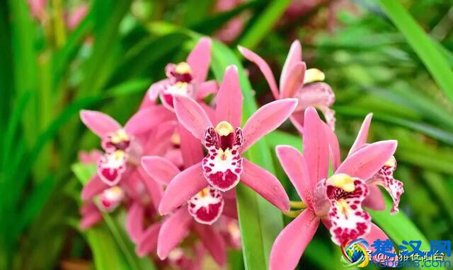 冬天养兰花，记住“6个字”，嫩叶猛窜好多，花苞开成一大串！