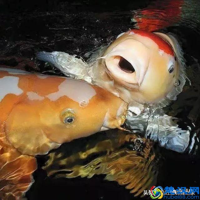 风水之宝锦鲤，各有什么寓意？建锦鲤鱼池，该如何挑选日本锦鲤？