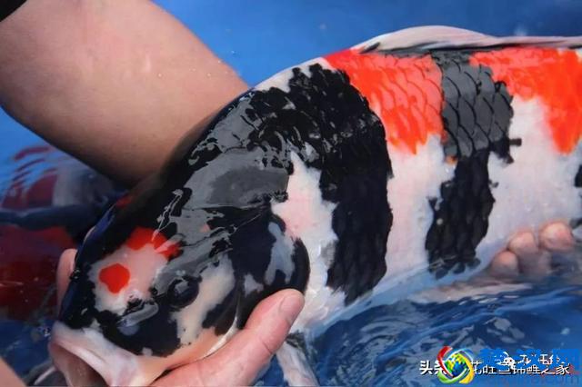 风水之宝锦鲤，各有什么寓意？建锦鲤鱼池，该如何挑选日本锦鲤？