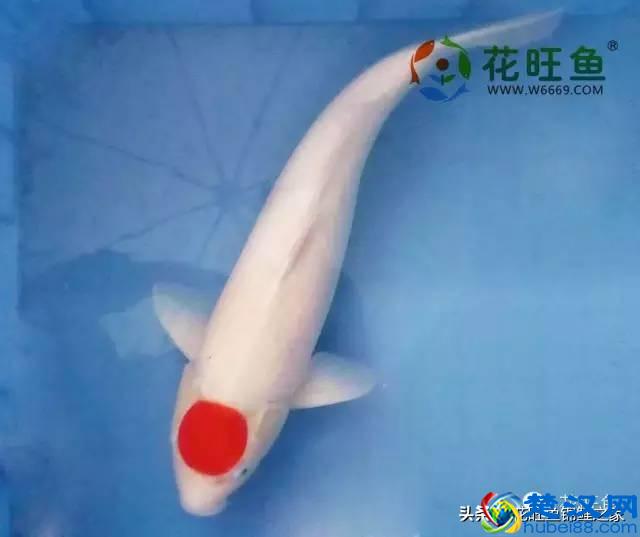 风水之宝锦鲤，各有什么寓意？建锦鲤鱼池，该如何挑选日本锦鲤？