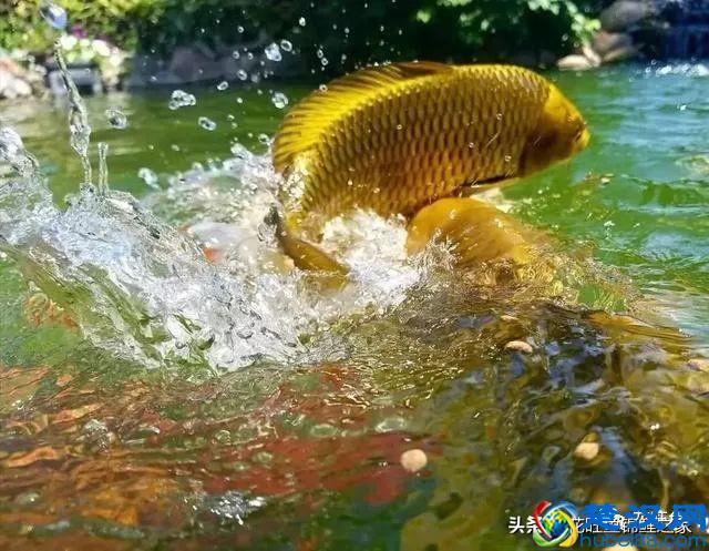 风水之宝锦鲤，各有什么寓意？建锦鲤鱼池，该如何挑选日本锦鲤？