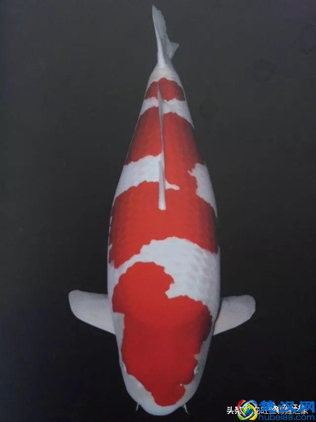 风水之宝锦鲤，各有什么寓意？建锦鲤鱼池，该如何挑选日本锦鲤？