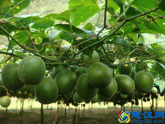 罗汉果的功效与作用及食用方法