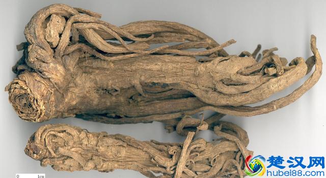 独活的功效与作用,具有祛风除湿等功效