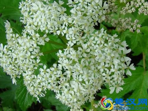 独活的功效与作用,具有祛风除湿等功效