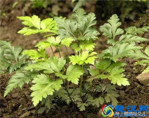 黄芩的功效与作用及禁忌