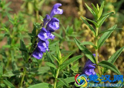 黄芩的功效与作用及禁忌