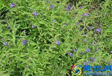 黄芩的功效与作用及禁忌