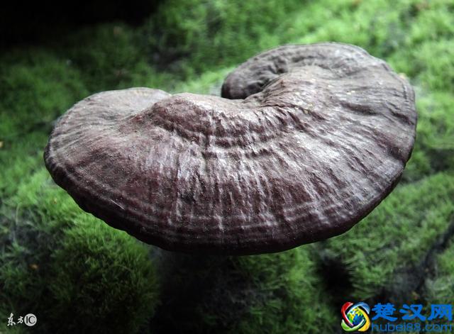 灵芝的功效与作用及食用方法，哪些人不适合吃灵芝？