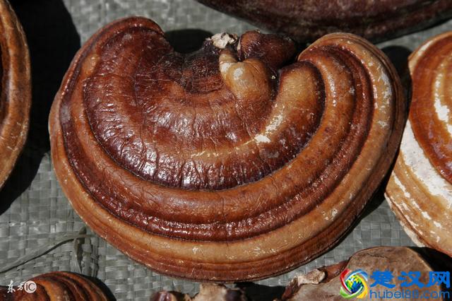 灵芝的功效与作用及食用方法，哪些人不适合吃灵芝？