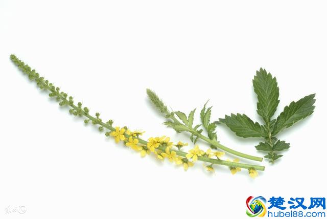 仙鹤草的功效与作用 仙鹤草抗癌第一药