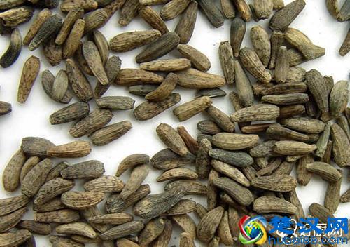 牛蒡子的功效与作用及食用方法