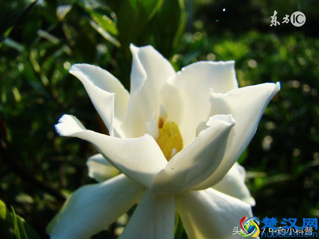 来,让小编告诉你栀子的“妙用”!