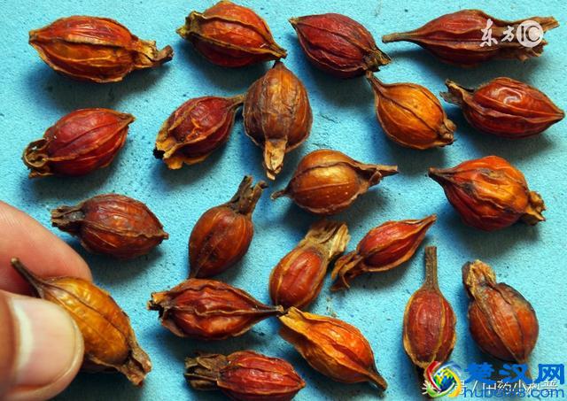 来,让小编告诉你栀子的“妙用”!