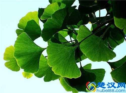 银杏叶的功效作用与禁忌 银杏叶的药用附方