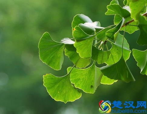银杏叶的功效作用与禁忌 银杏叶的药用附方