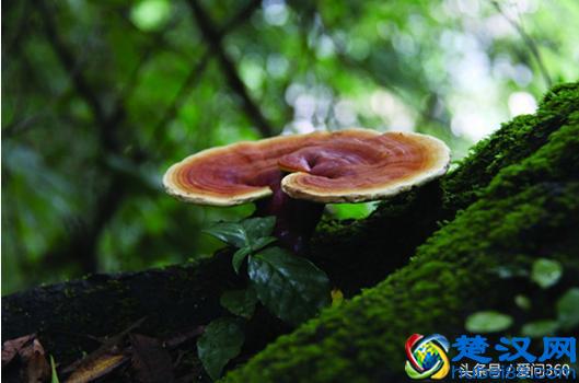 灵芝的最新功效大全 保健作用 用法介绍