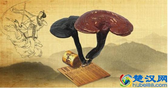 灵芝的最新功效大全 保健作用 用法介绍