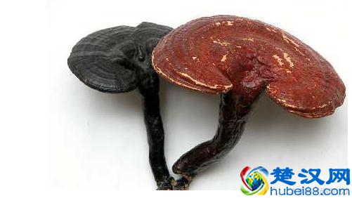 灵芝的最新功效大全 保健作用 用法介绍