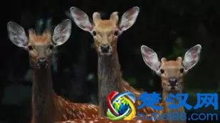 深圳野生动物园低于5折！周末有地去玩了！