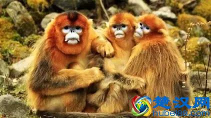 深圳野生动物园低于5折！周末有地去玩了！