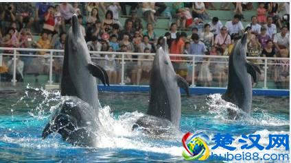 深圳野生动物园低于5折！周末有地去玩了！