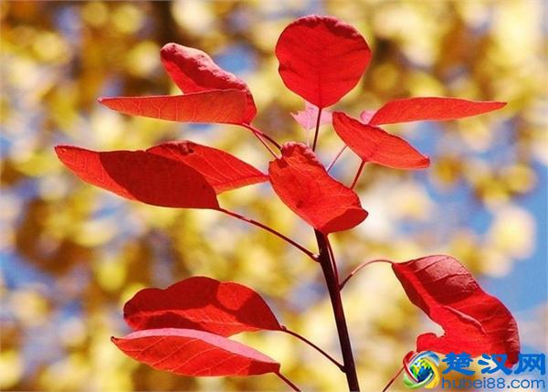 北京香山红叶什么时候红?香山赏红叶什么时候去最合适?