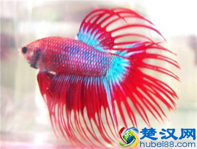 泰国斗鱼是素食主义者吗？它主要吃什么食物？