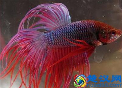 泰国斗鱼是素食主义者吗？它主要吃什么食物？