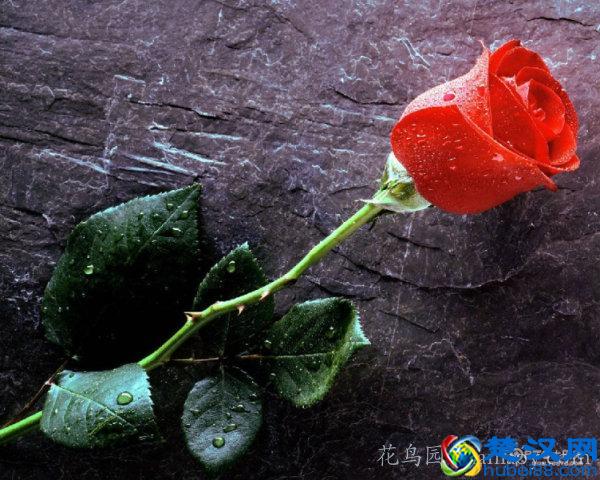 红玫瑰花语大全 红玫瑰的美丽传说