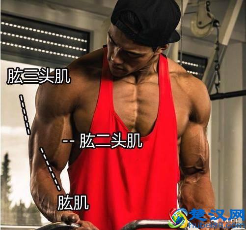 15个手臂训练动作，手臂有肌肉才够男人！