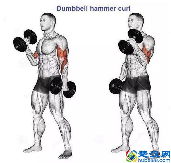 15个手臂训练动作，手臂有肌肉才够男人！