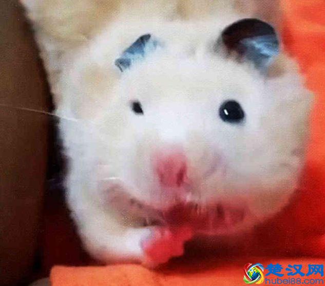 从天使变怪物，只需一个哈欠，仓鼠露出几颗大牙齿你还敢养吗？