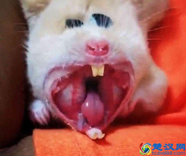 从天使变怪物，只需一个哈欠，仓鼠露出几颗大牙齿你还敢养吗？
