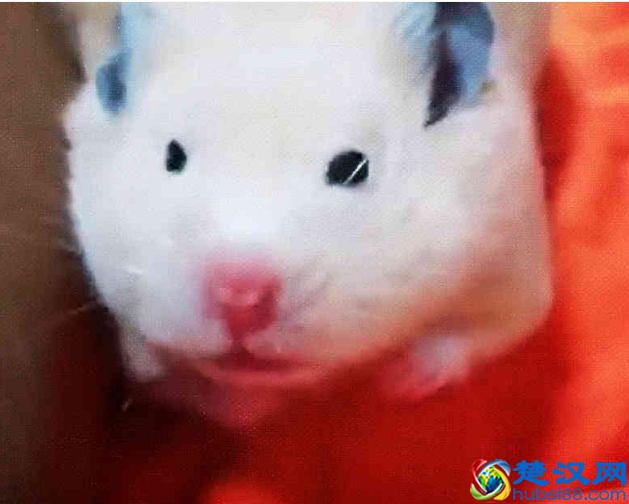 从天使变怪物，只需一个哈欠，仓鼠露出几颗大牙齿你还敢养吗？