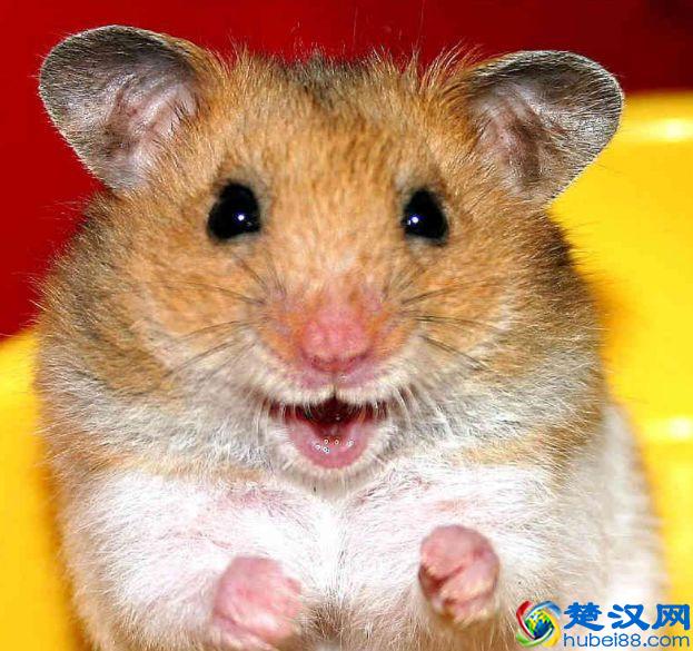 从天使变怪物，只需一个哈欠，仓鼠露出几颗大牙齿你还敢养吗？