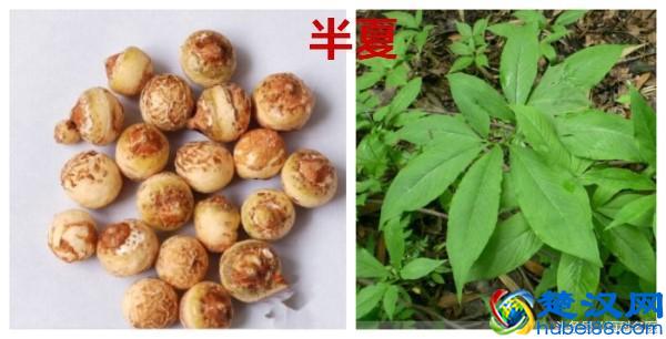 脚底长鸡眼，一走路就疼？中医教你2个让鸡眼自行脱落的小偏方！