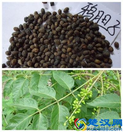 脚底长鸡眼，一走路就疼？中医教你2个让鸡眼自行脱落的小偏方！