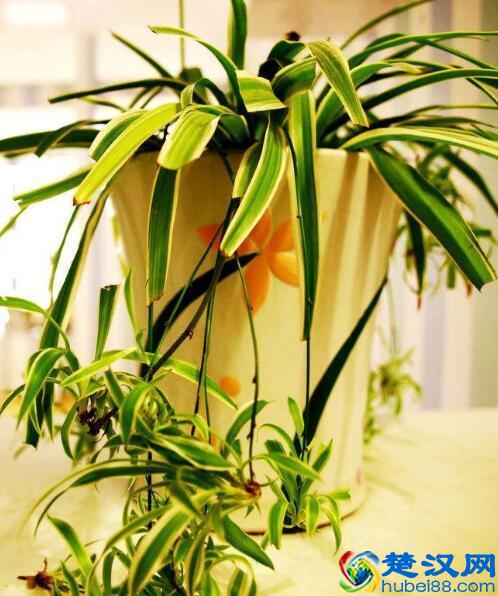 如果新家存在这几种状况,说明甲醛污染很重需要抓紧时间治理