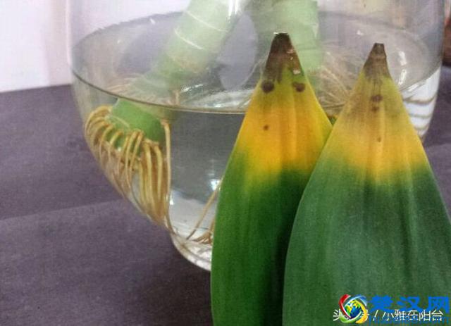 富贵竹叶子发黄怎么办？姨妈教了一招，果然救活了！