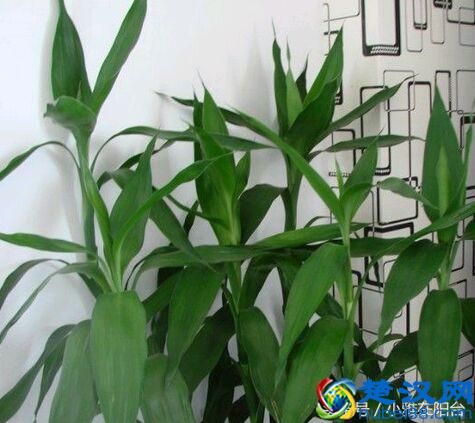 富贵竹叶子发黄怎么办？姨妈教了一招，果然救活了！