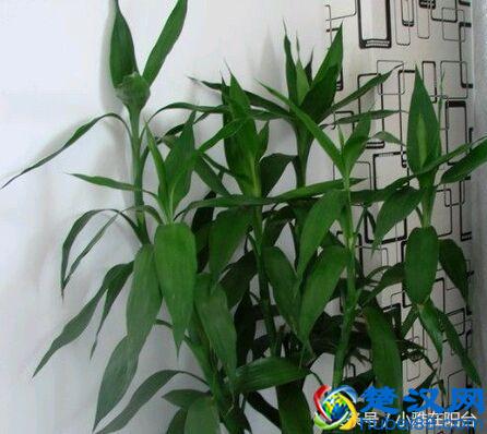富贵竹叶子发黄怎么办？姨妈教了一招，果然救活了！