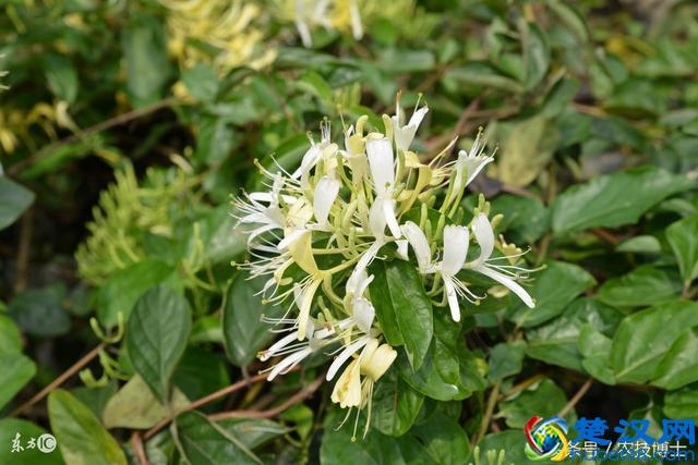 金银花怎么种植？金银花的人工栽培技术要点