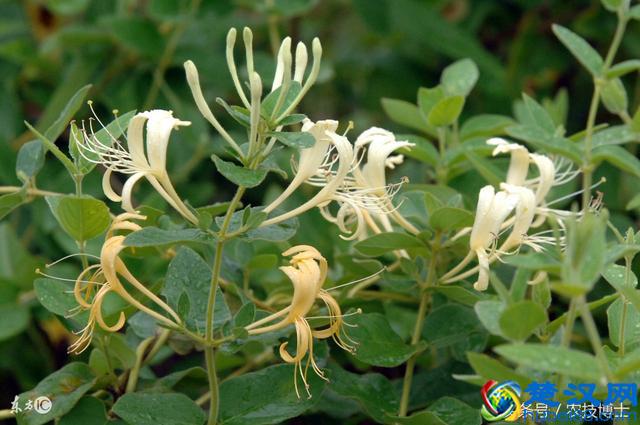 金银花怎么种植？金银花的人工栽培技术要点