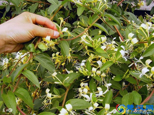 金银花怎么种植？金银花的人工栽培技术要点