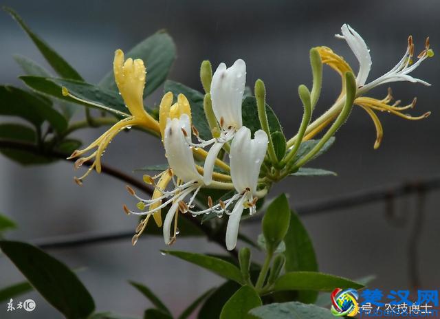 金银花怎么种植？金银花的人工栽培技术要点